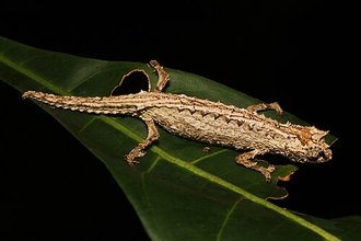Brookesia karchei