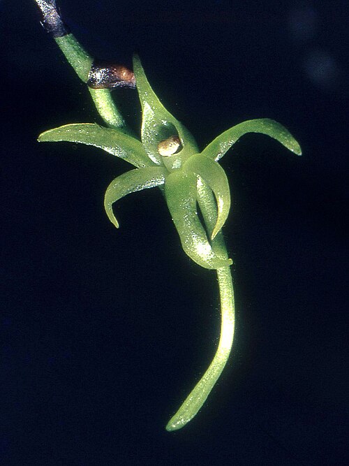 Angraecum calceolus