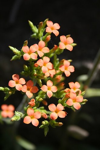 Kalanchoe crenata