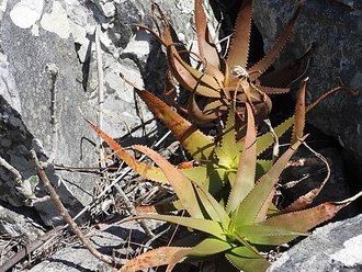 Aloe ibitiensis