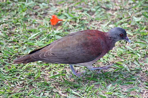 Pigeon de Madagascar (Nesoenas picturatus)