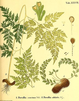Davallia chaerophylloides