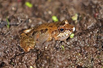 Mantidactylus betsileanus