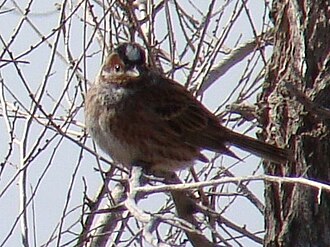 Bruant à calotte blanche (Emberiza leucocephalos)