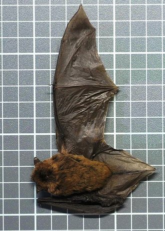 Afronycteris nanus