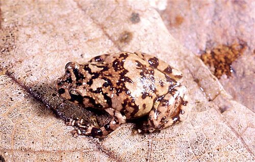 Cophyla mavomavo