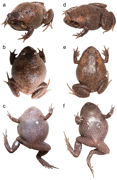 Rhombophryne nilevina
