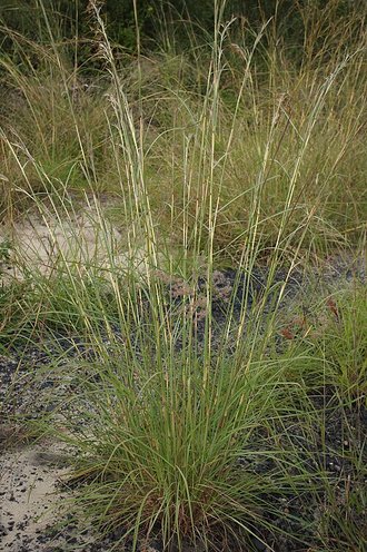 Hyparrhenia rufa