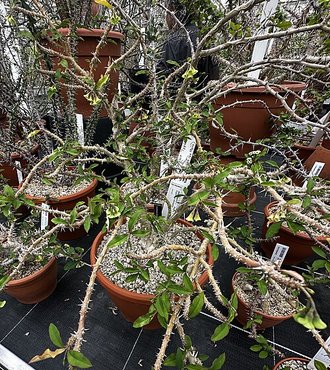 Euphorbia retrospina