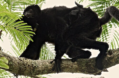 Propithecus perrieri