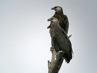 Pygargue de Madagascar (Haliaeetus vociferoides)
