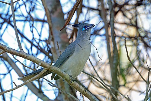Coua de Verreaux (Coua verreauxi)