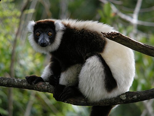Lémur vari (Varecia variegata)