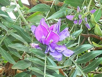 Mundulea sericea