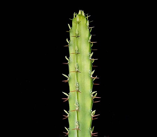 Euphorbia vulcanorum