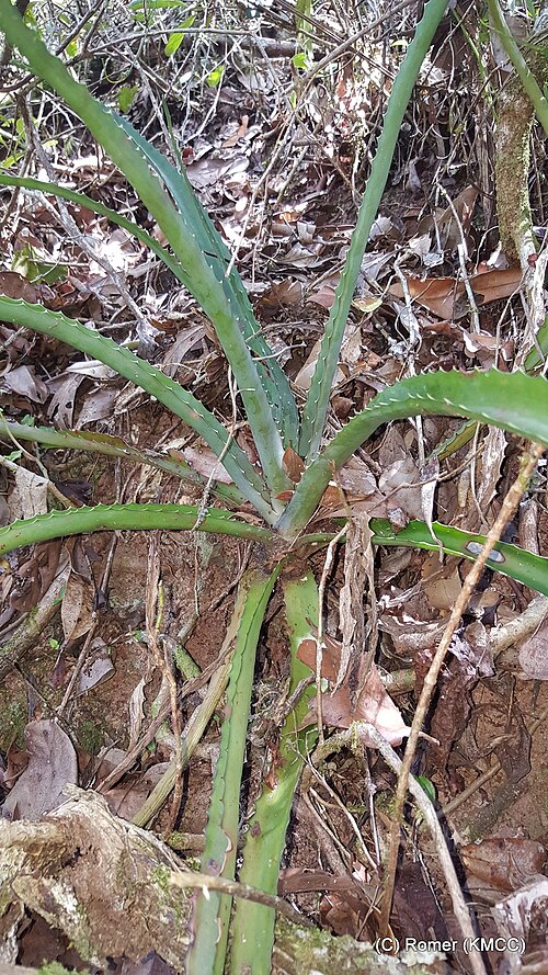 Aloe aurelienii