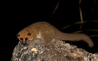 Cheirogaleus grovesi