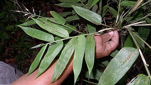 Olyra latifolia