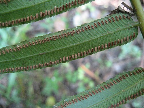 Ptisana fraxinea