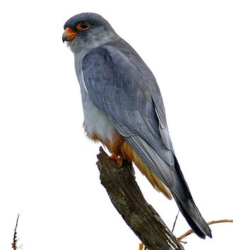 Faucon de l'amour (Falco amurensis)