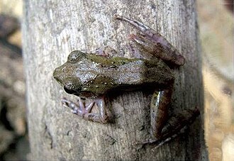 Gephyromantis tschenki