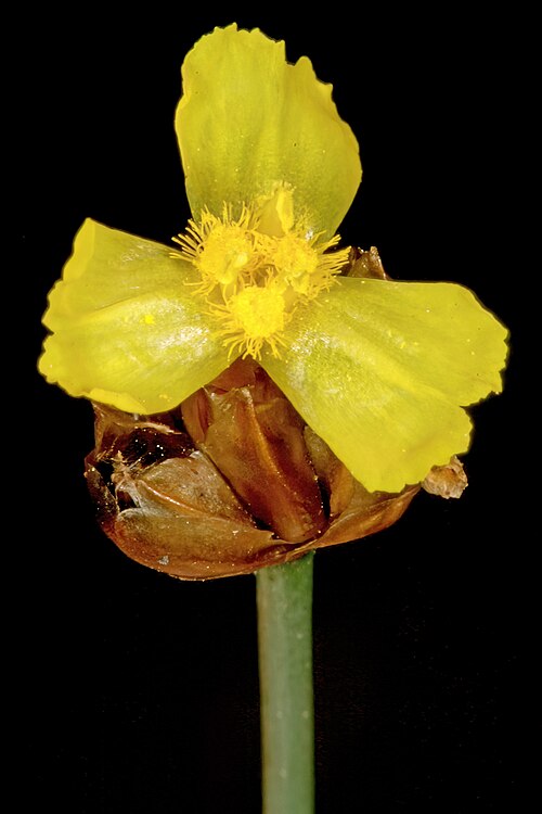 Xyris capensis