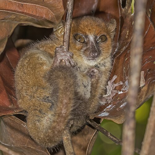 Microcèbe de Mamiratra (Microcebus mamiratra)