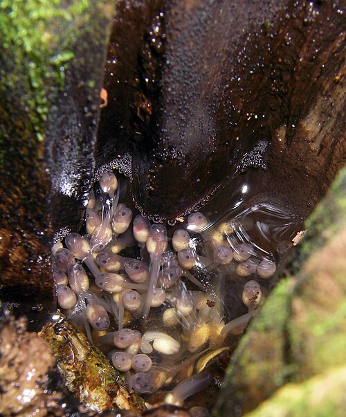 Plethodontohyla mihanika