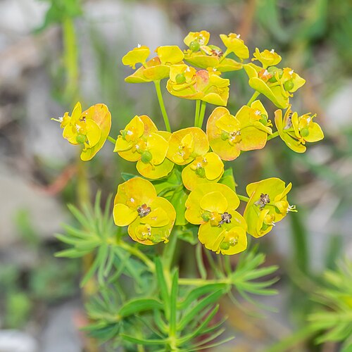 Euphorbe petit-cyprès (Euphorbia cyparissias)