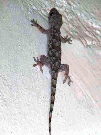 Hemidactylus platycephalus