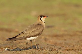 Glaréole orientale (Glareola maldivarum)