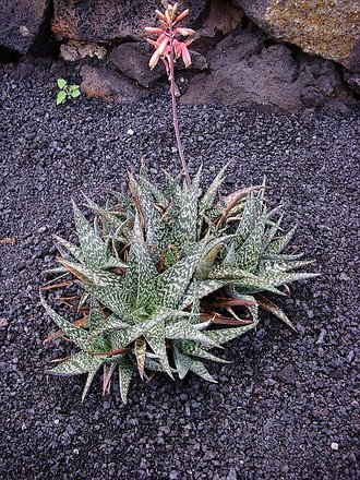 Aloe zebrina