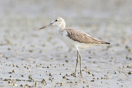 Chevalier aboyeur (Tringa nebularia)