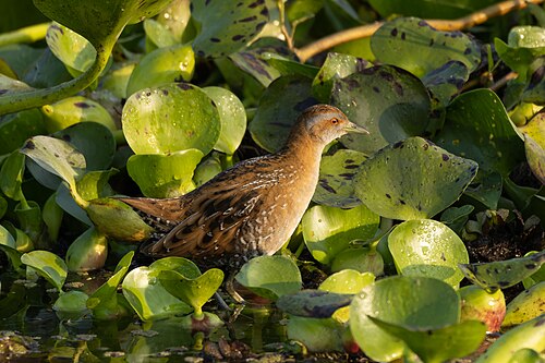 Marouette de Baillon (Porzana pusilla)