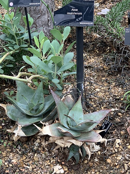 Aloe imalotensis