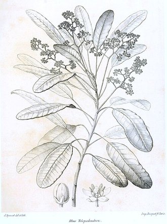 Baronia taratana