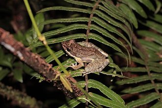 Mantidactylus mocquardi