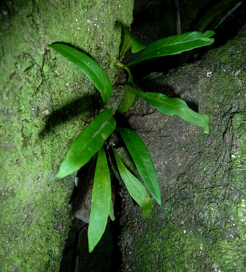 Pleopeltis macrocarpa