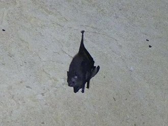 Paremballonura tiavato