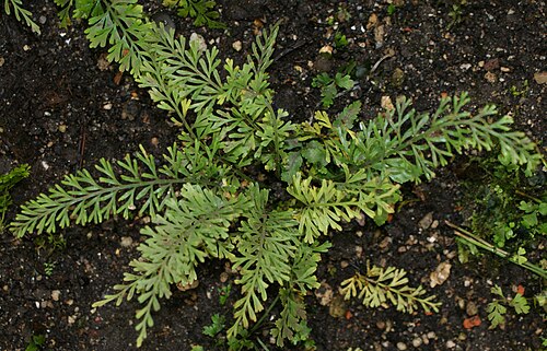 Asplenium dregeanum