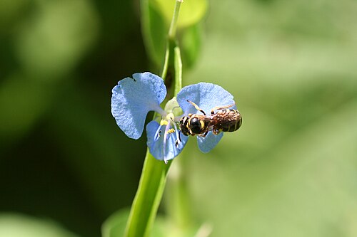 Commelina diffusa