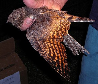 Engoulevent à nuque rousse (Gactornis enarratus)