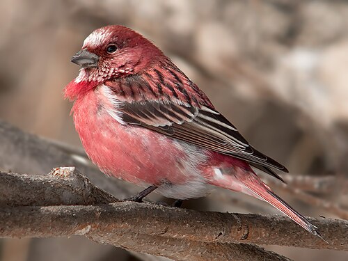 Roselin rose (Carpodacus roseus)