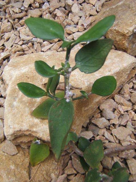 Kalanchoe arborescens