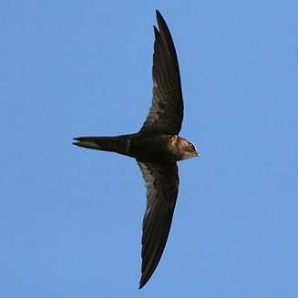 Martinet du Cap (Apus barbatus)