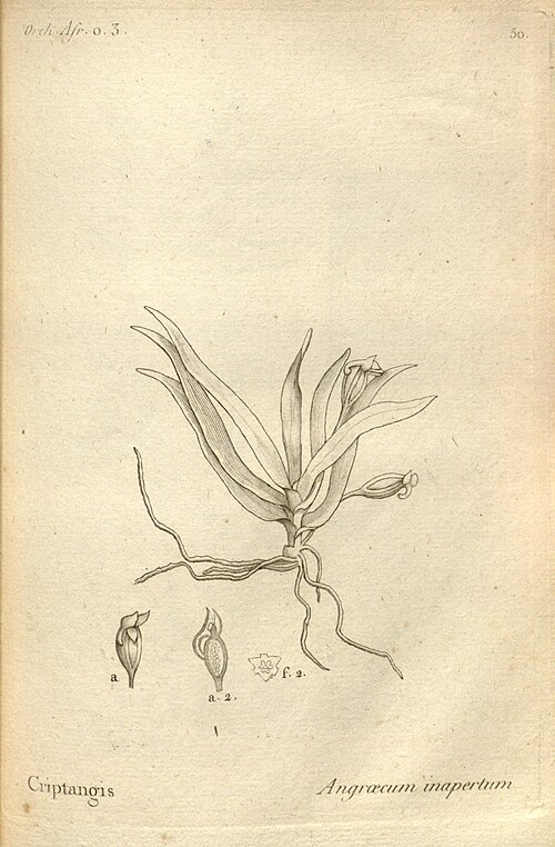 Angraecum inapertum