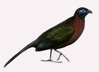 Coua de Serrès (Coua serriana)