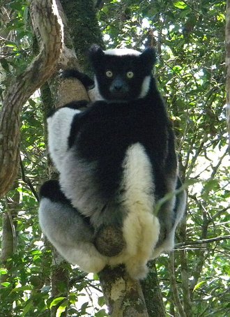 Indri à queue courte (Indri indri)