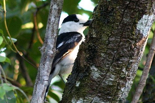 Vanga écorcheur (Vanga curvirostris)