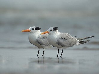 Sterne voyageuse (Thalasseus bengalensis)